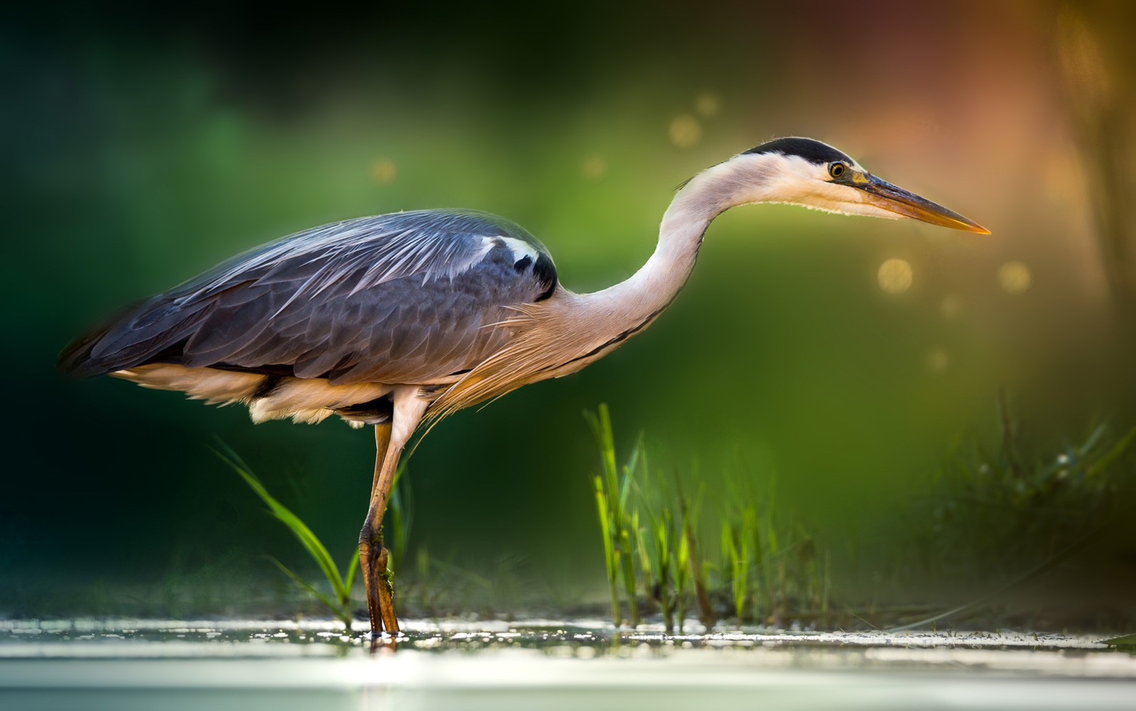 Meaning of the Heron