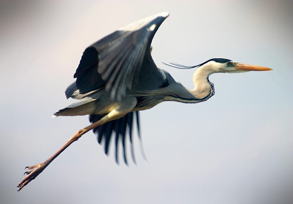 symbolic meaning of the heron