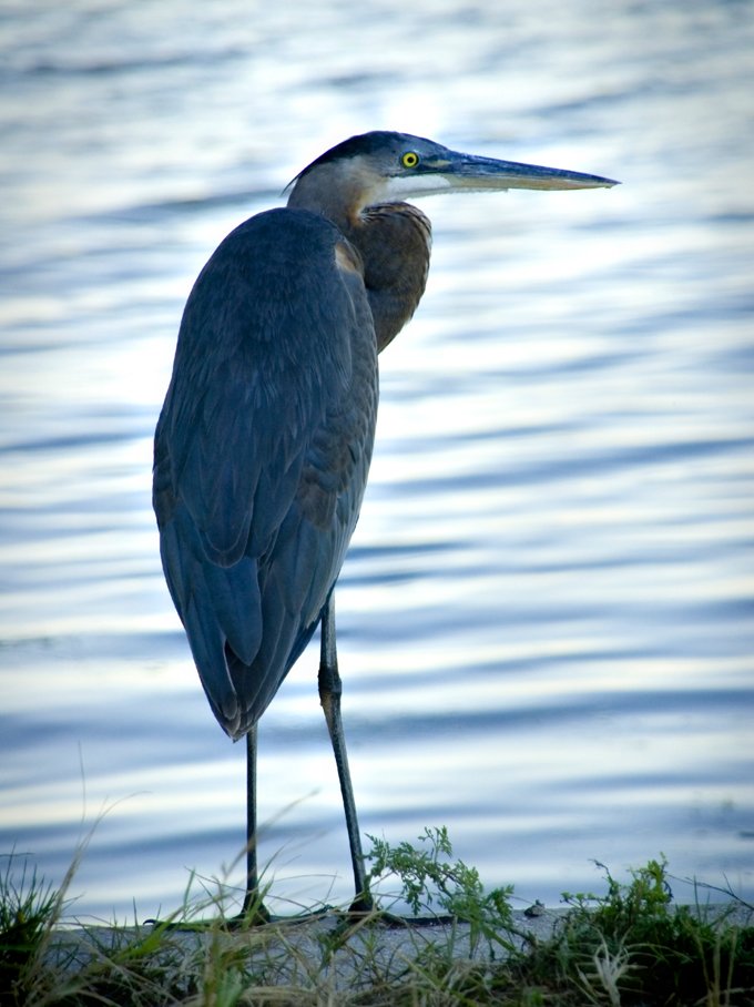 symbolic meaning of the heron