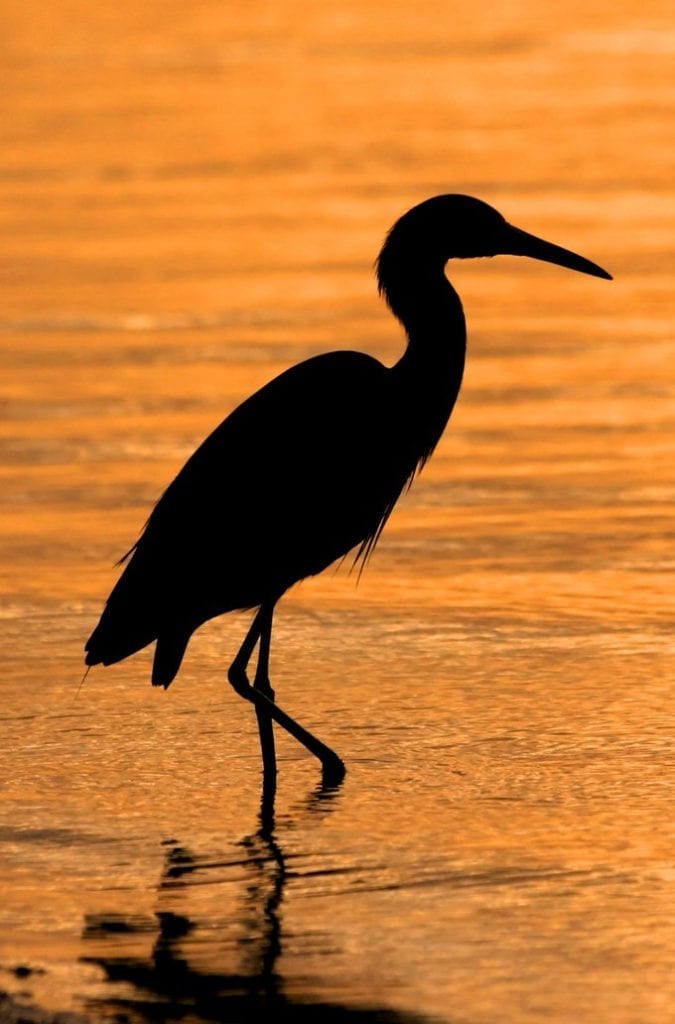 meaning of the heron