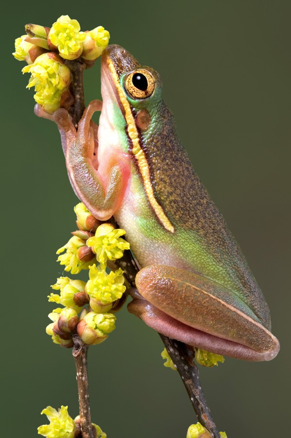 messages from nature and happy frog meaning