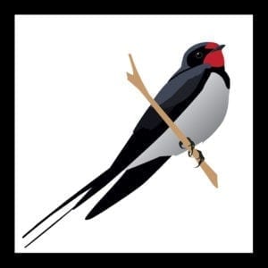 swallow bird meaning and mother symbols