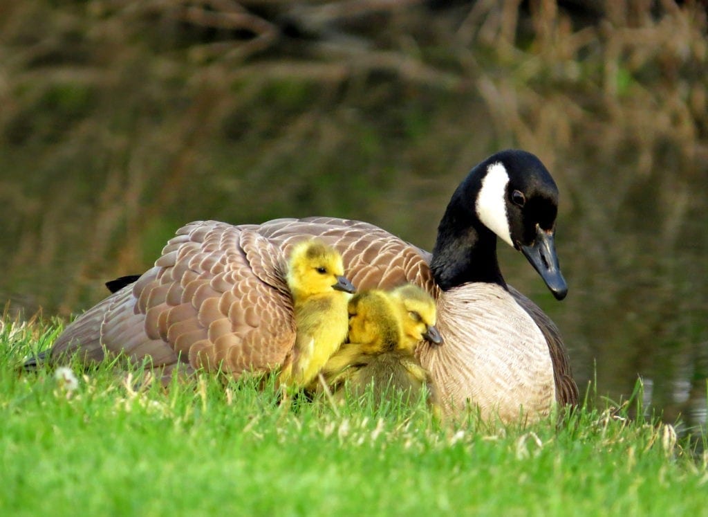 mother bird symbolism and birds that are symbols of motherhood