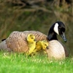 mother bird symbolism and birds that are symbols of motherhood