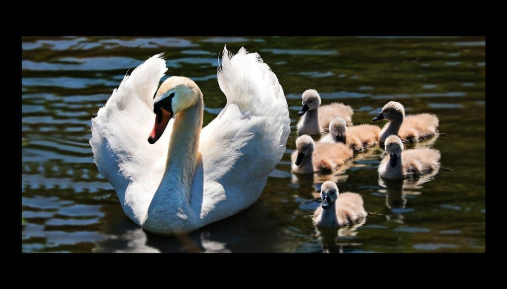 mother symbols and bird meanings