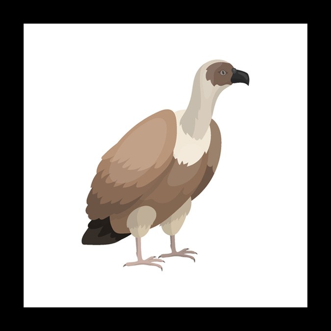 vulture bird meaning and mother symbols