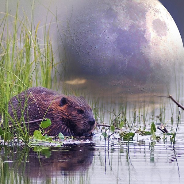 Native American moon sign meanings and beaver moon for November