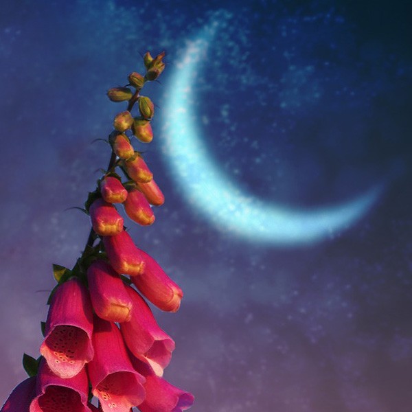 Native American moon sign meaning for May - flower moon meaning