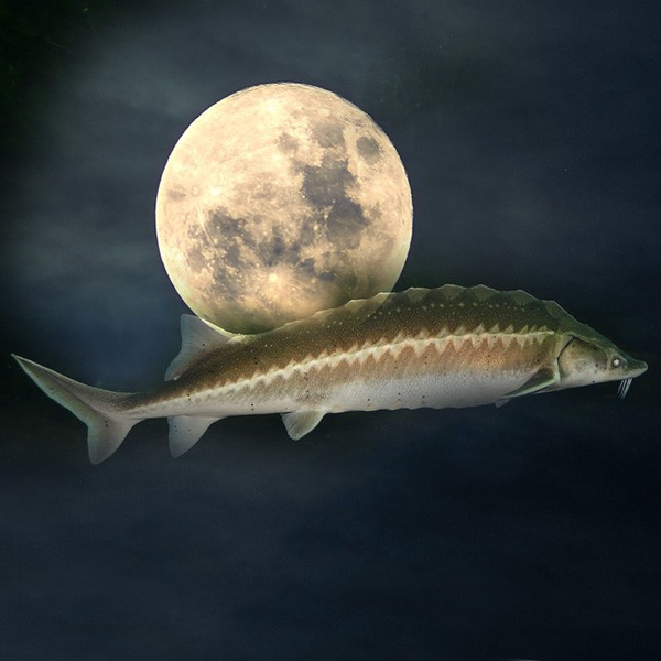 Native American moon signs and meanings of the August sturgeon moon