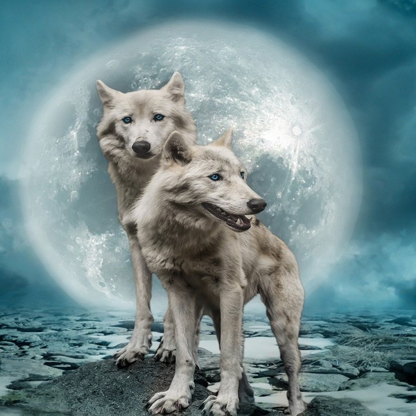 Native American Moon Sign Wolf Meaning