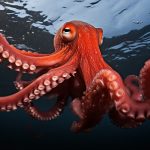 Symbolic Octopus Meaning