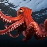 Symbolic Octopus Meaning