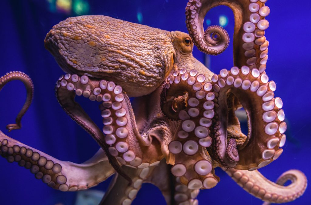 Symbolic Octopus Meaning
