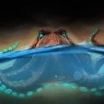 octopus animal symbolism, and octopus meaning