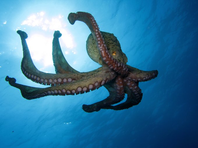 octopus meaning octopus totem