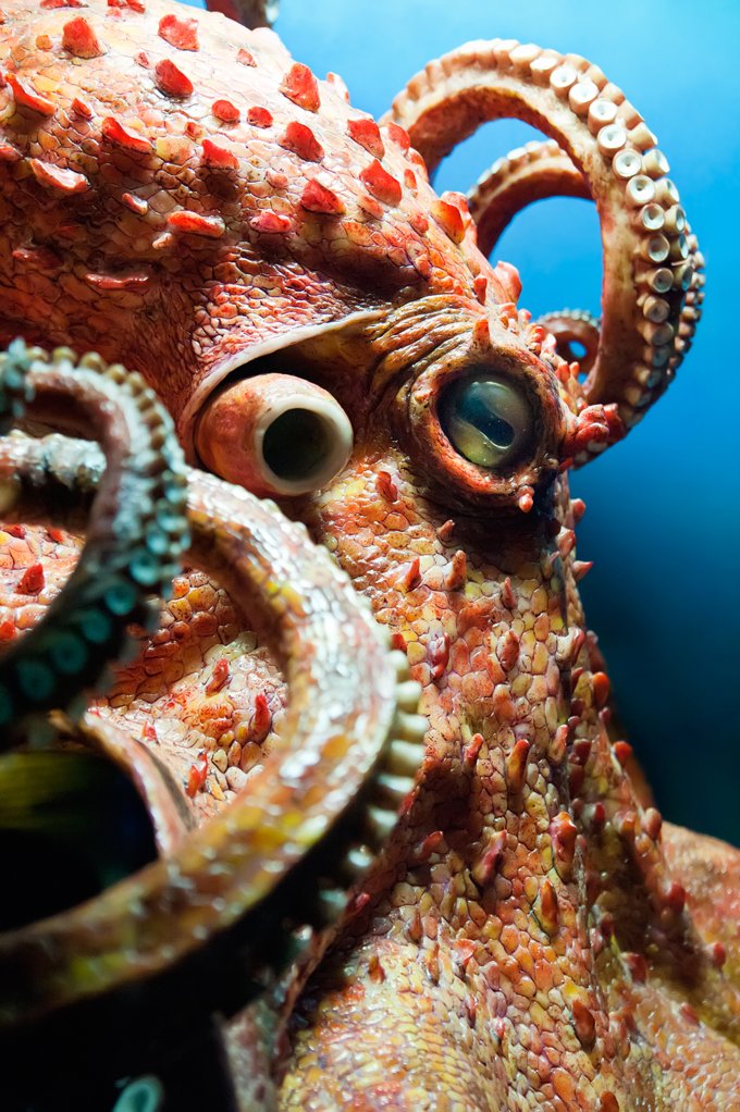 Octopus meaning and animal symbolism of the octopus