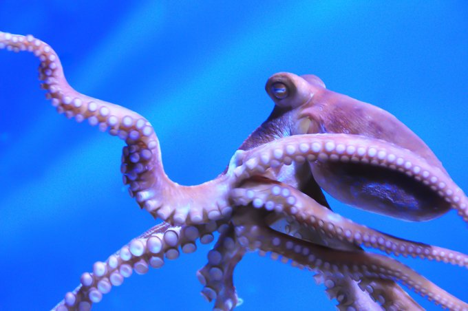 octopus meaning