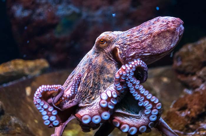 Symbolic Octopus Meaning