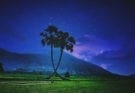 Palm Tree Symbolism and Meaning on WhatsYourSign
