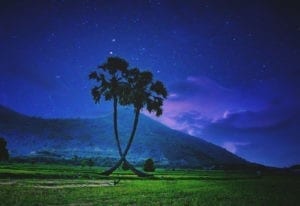 Palm Tree Symbolism and Meaning on WhatsYourSign