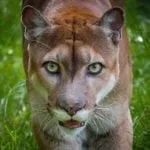 panther totem meaning