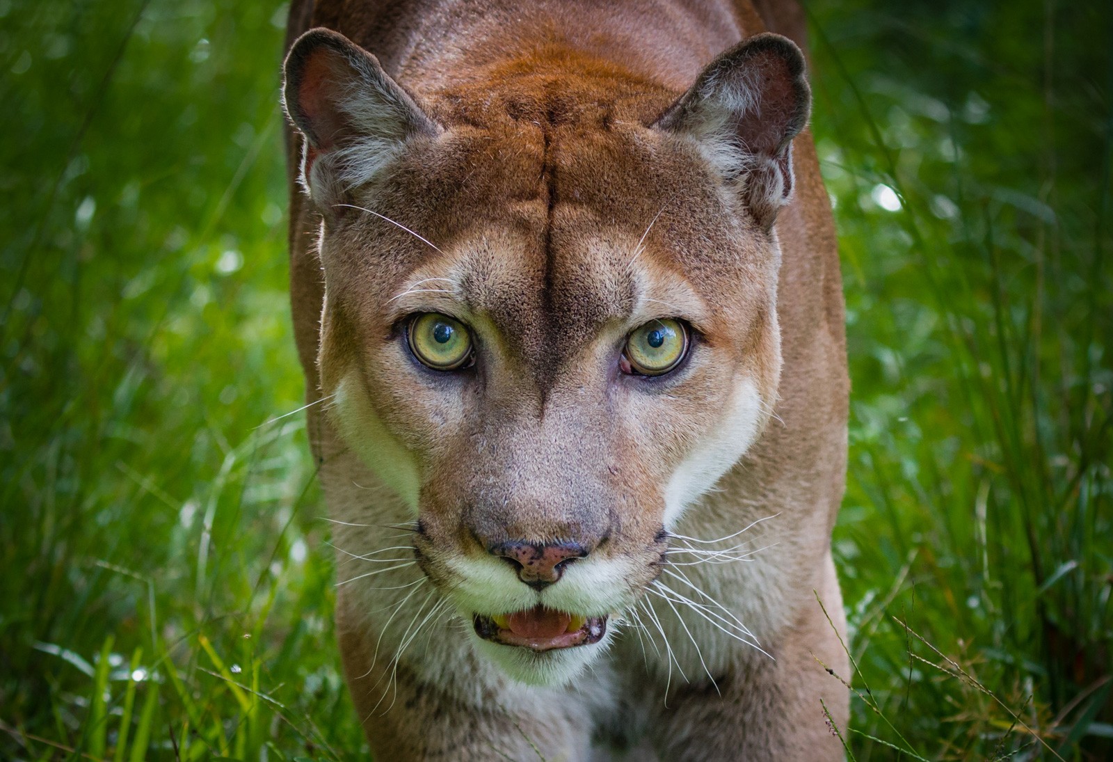 panther totem meaning