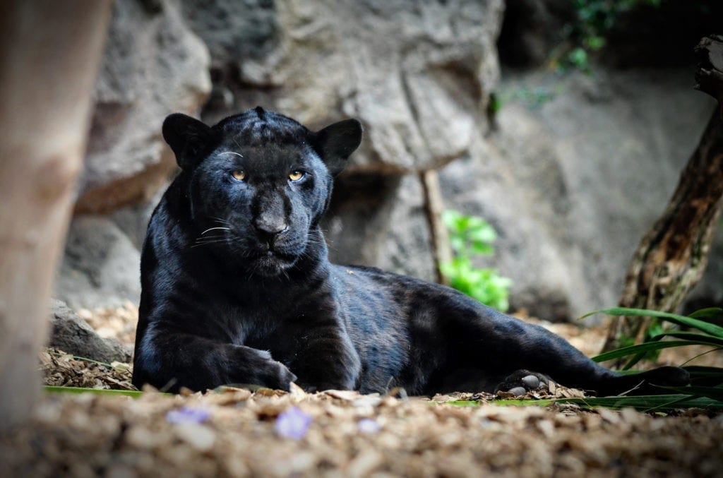 panther animal totem meaning