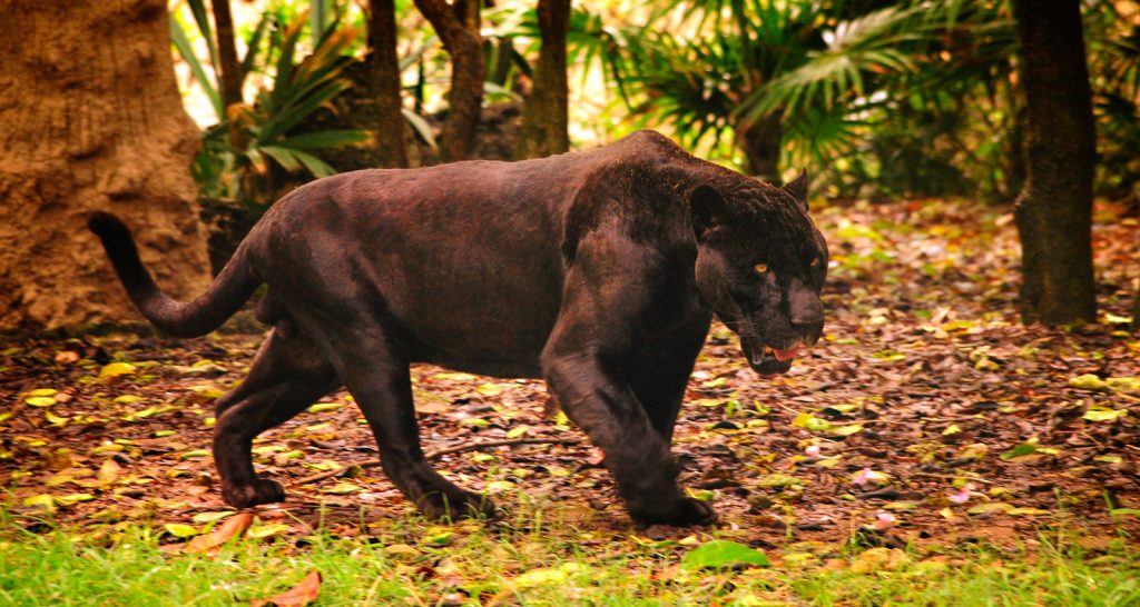 panther animal totem meaning