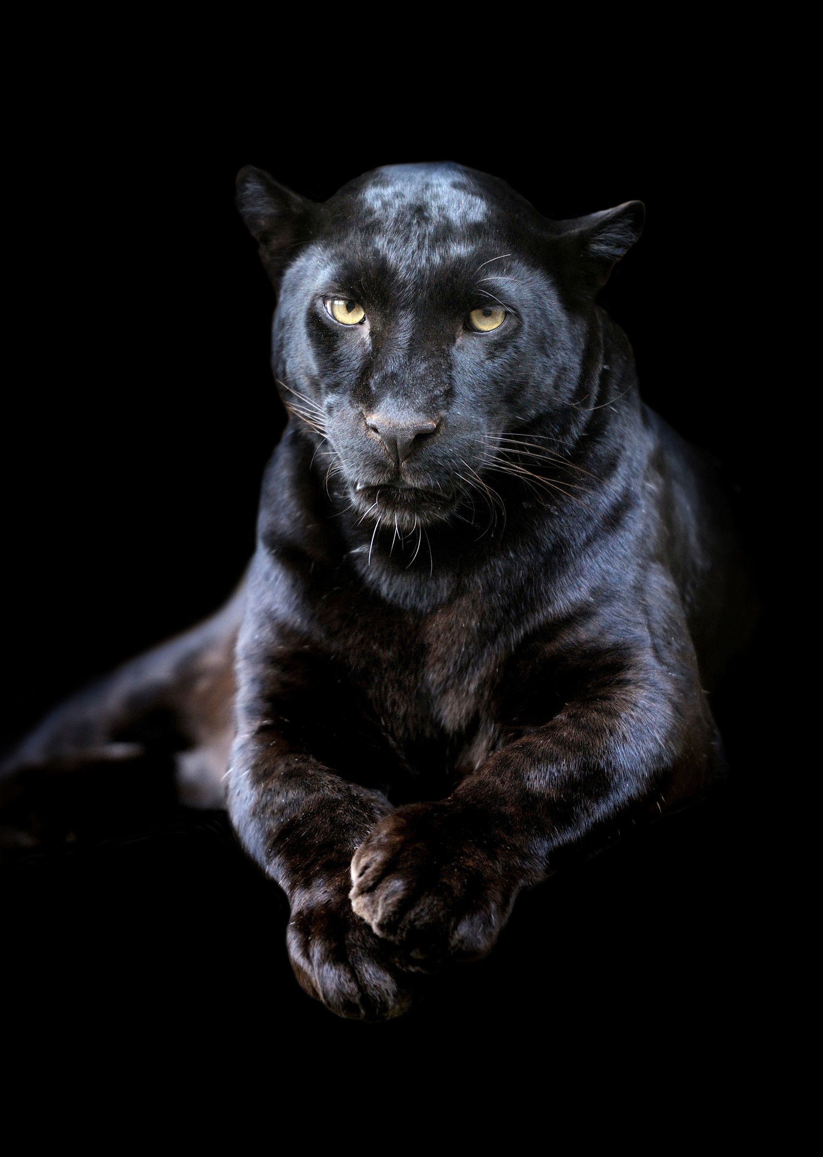Panther Tattoo Ideas and Panther Meaning on Whats-Your-Sign