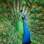 peacock symbolism and peacock meaning