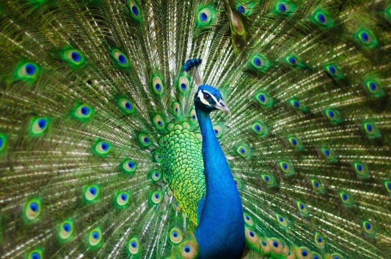 Peacock Symbolism and Peacock Meaning on WhatsYourSign
