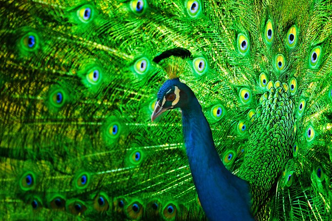 peacock symbolism