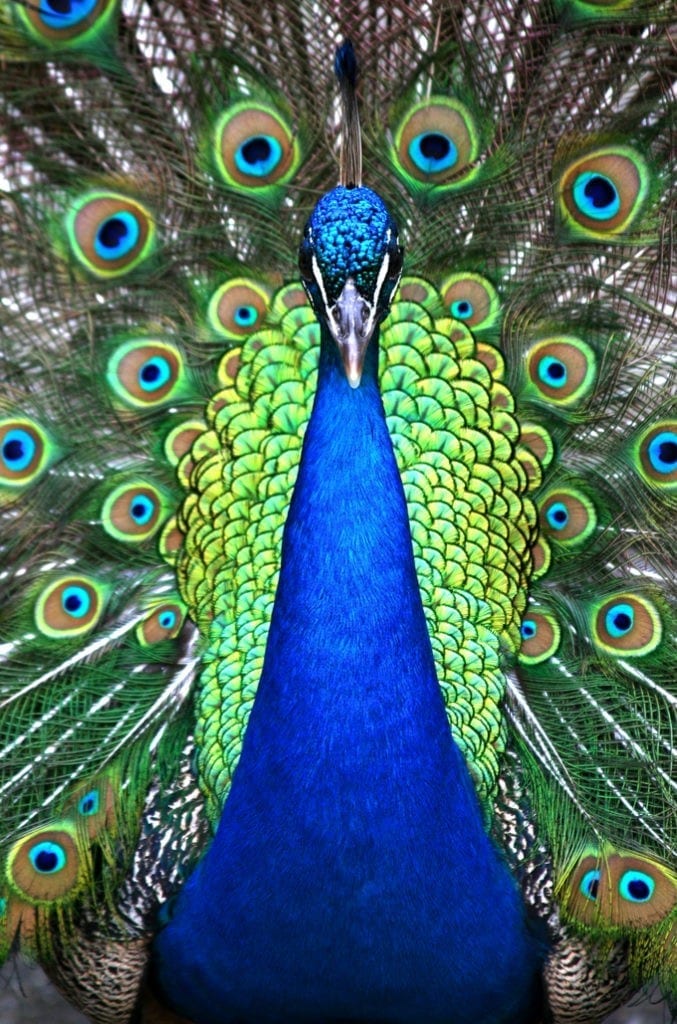 peacock symbolism