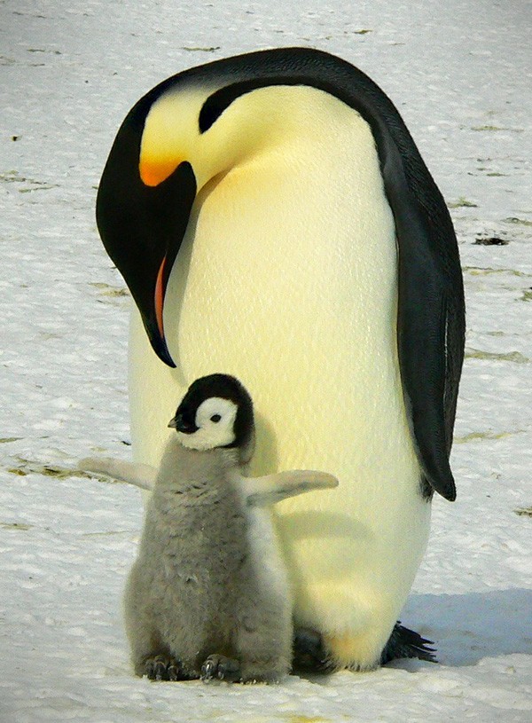 penguin meaning