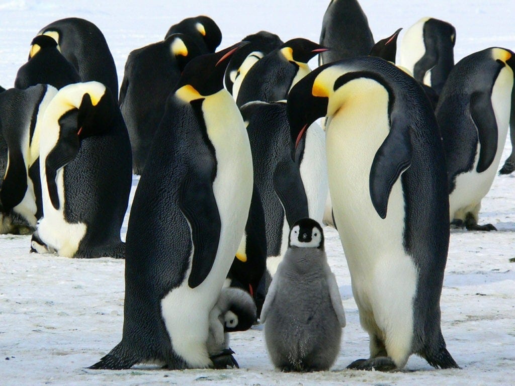 penguin meaning