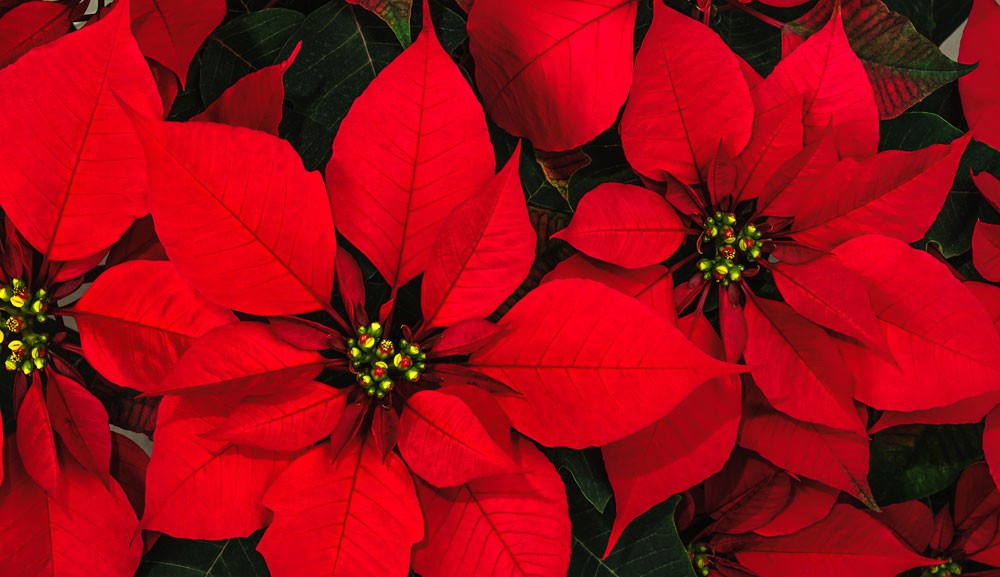 poinsettia Christmas flower meanings