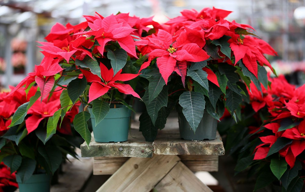 poinsettia Christmas flower meanings