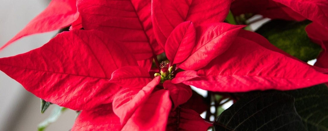 poinsettia Christmas flower meanings