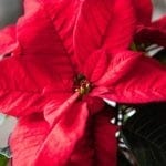 poinsettia Christmas flower meanings