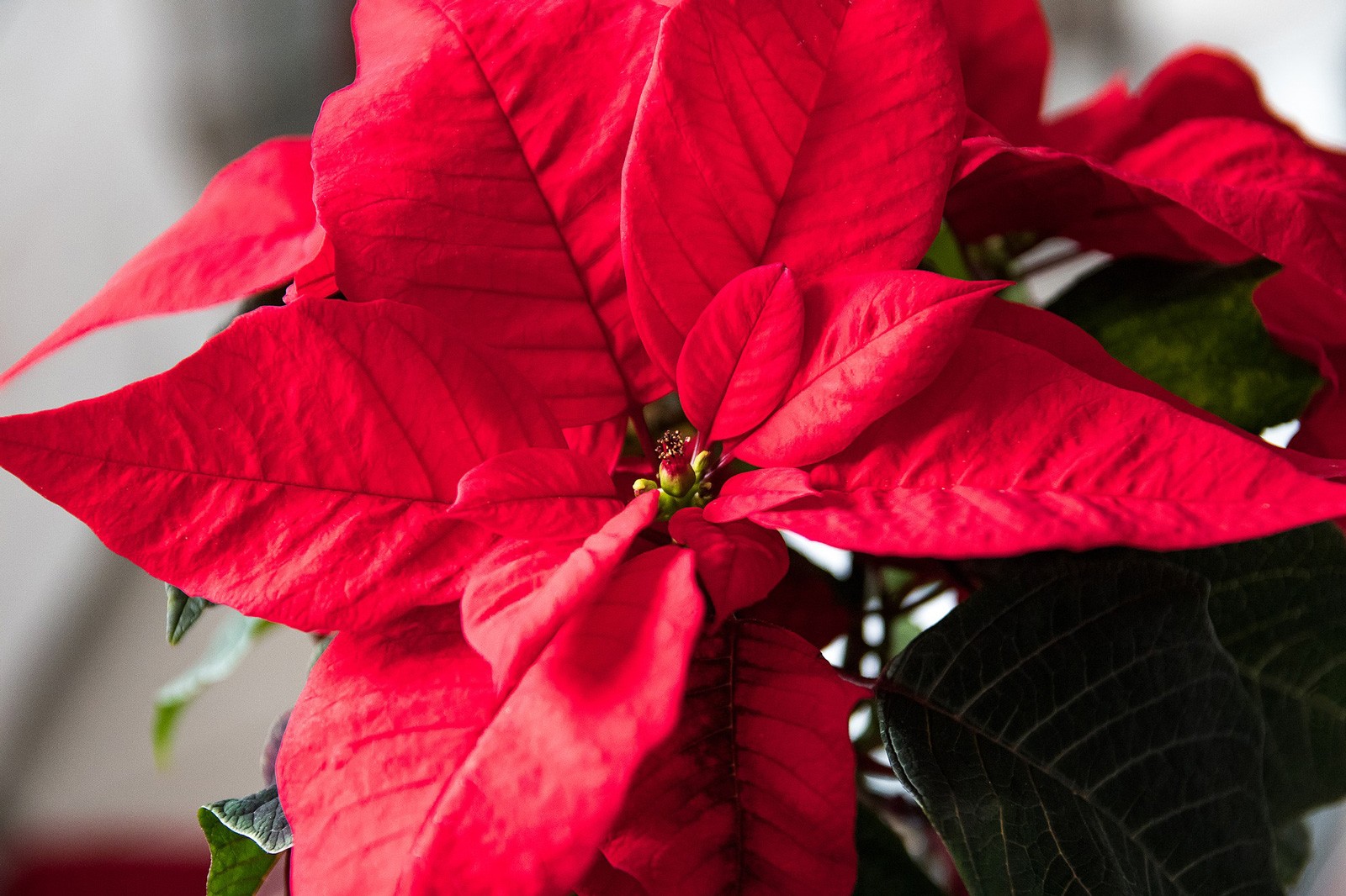 Poinsettia Christmas Flower Meanings