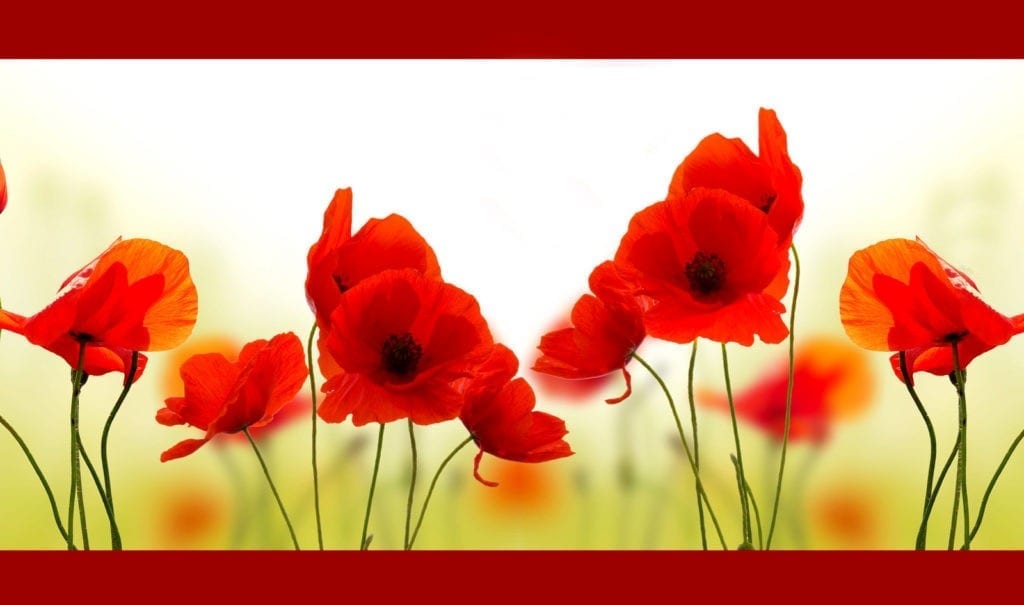 poppy symbolism and poppy meaning