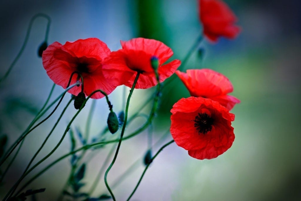 poppy symbolism and poppy meaning