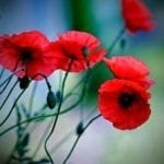 poppy symbolism and poppy meaning