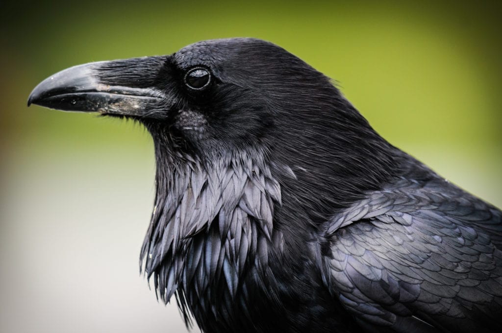 raven symbolism and raven meaning
