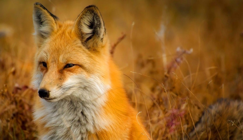 red fox symbolism