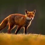 red fox symbolism and red fox meaning