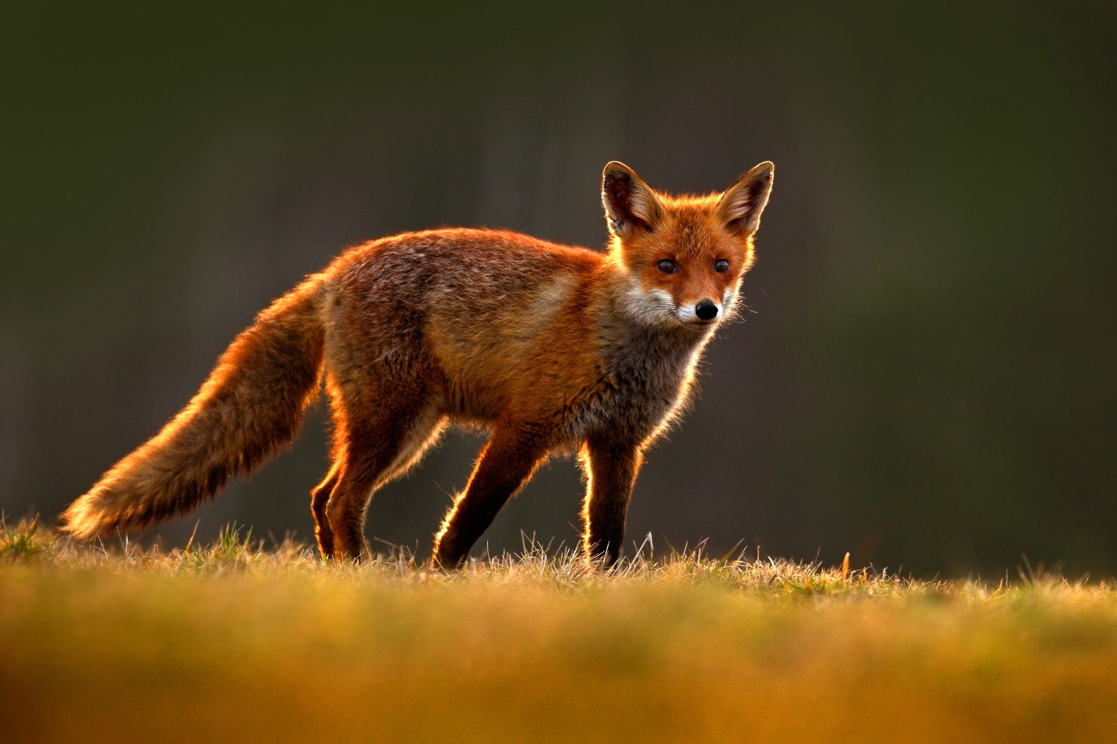 Red Fox Symbolism