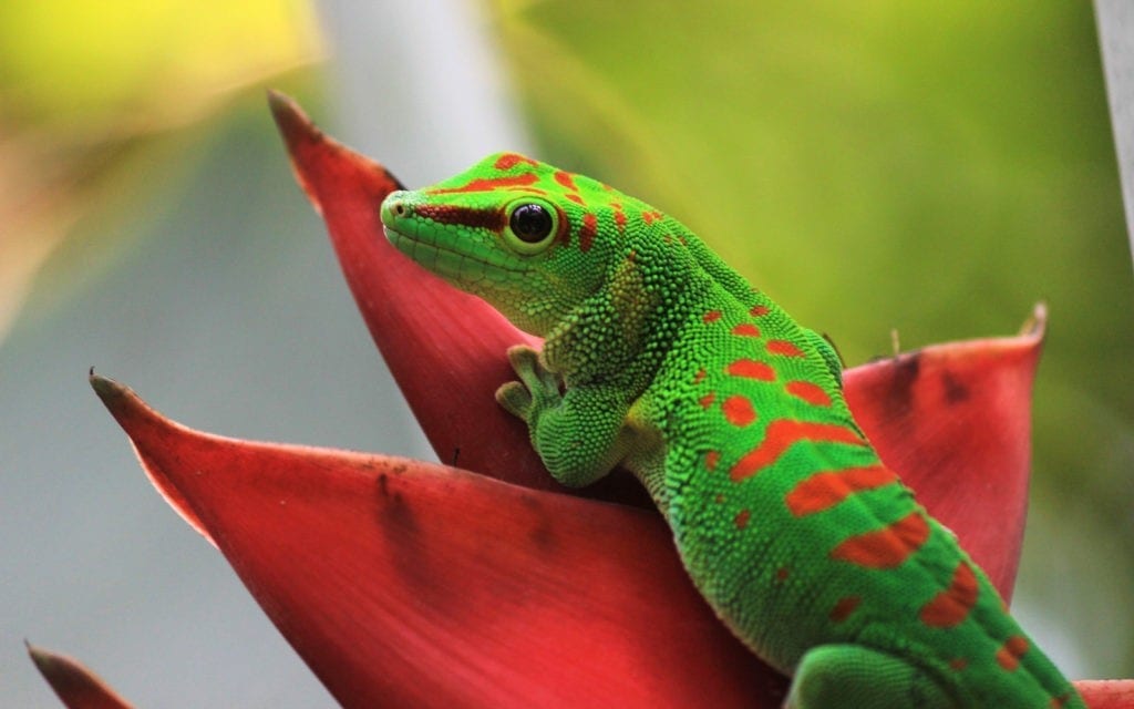 reptile animal totems: Amphibian and reptile meanings
