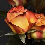 Rose Meaning and Rose Symbolism