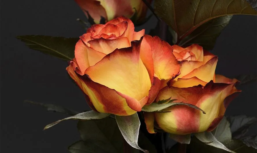 Rose Meaning